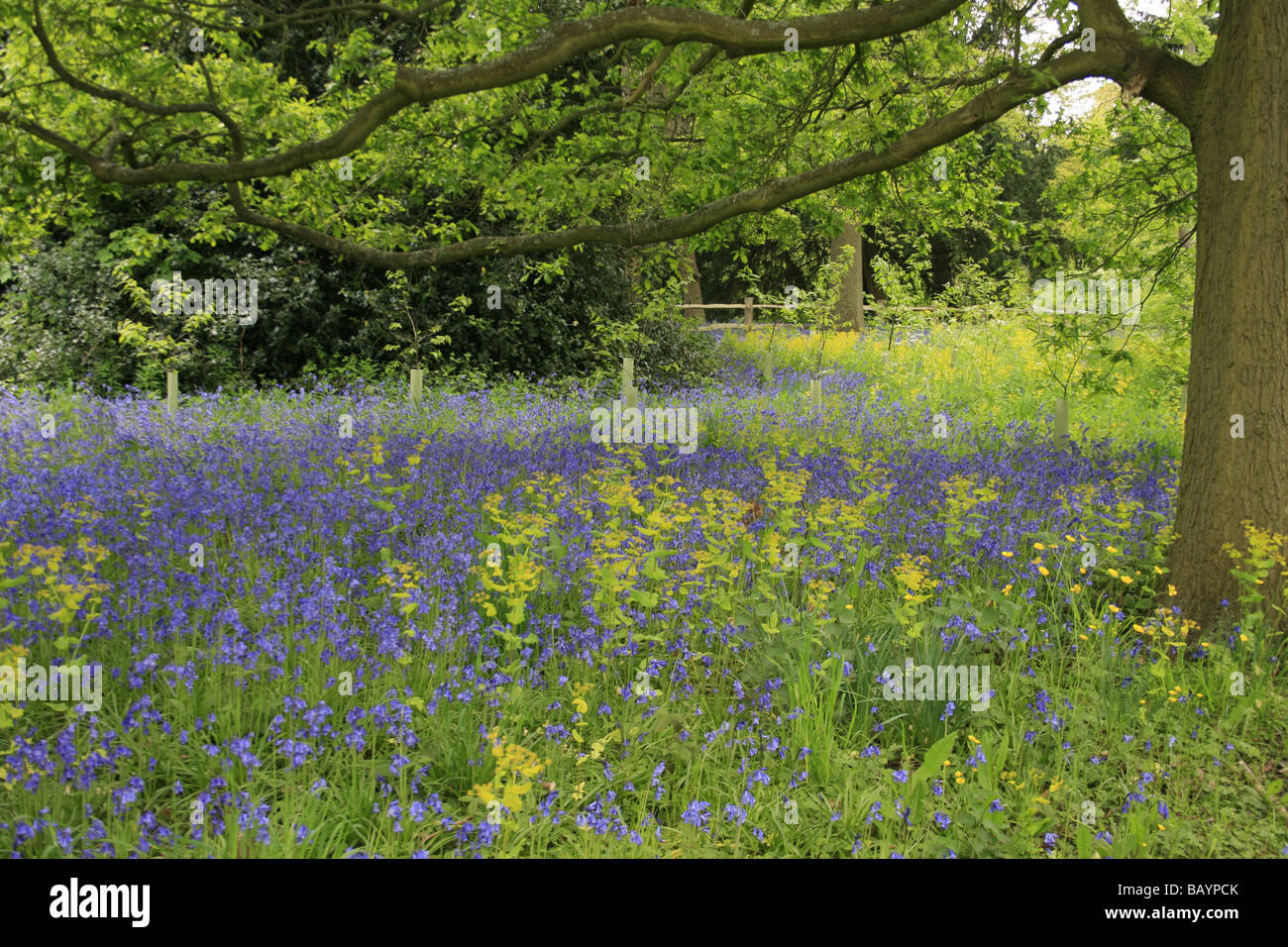 Glockenblumen wachsen in das Waldgebiet von Kew Gardens, London Stockfoto