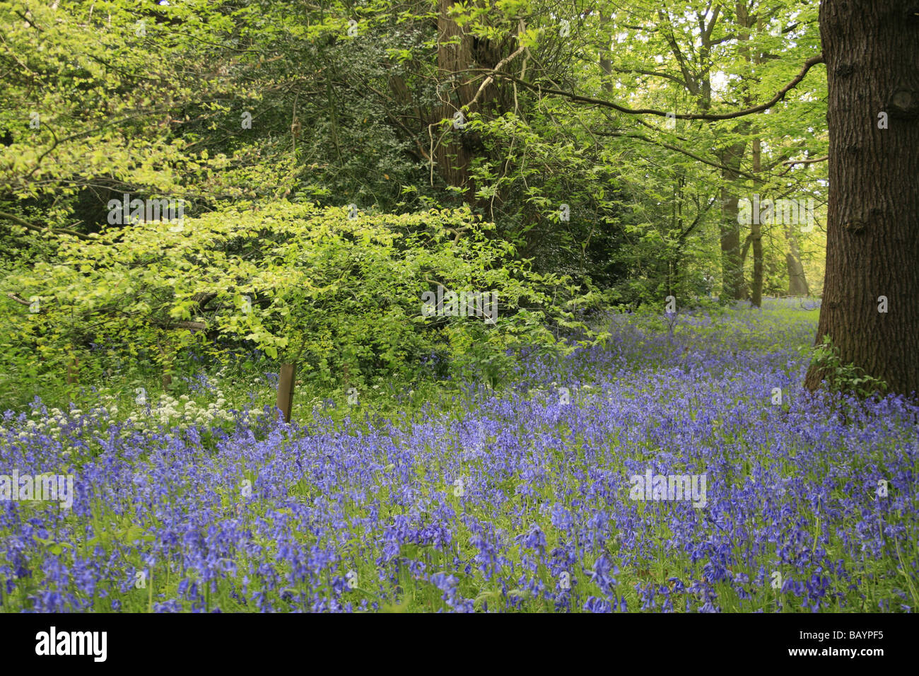 Glockenblumen wachsen in das Waldgebiet von Kew Gardens, London Stockfoto