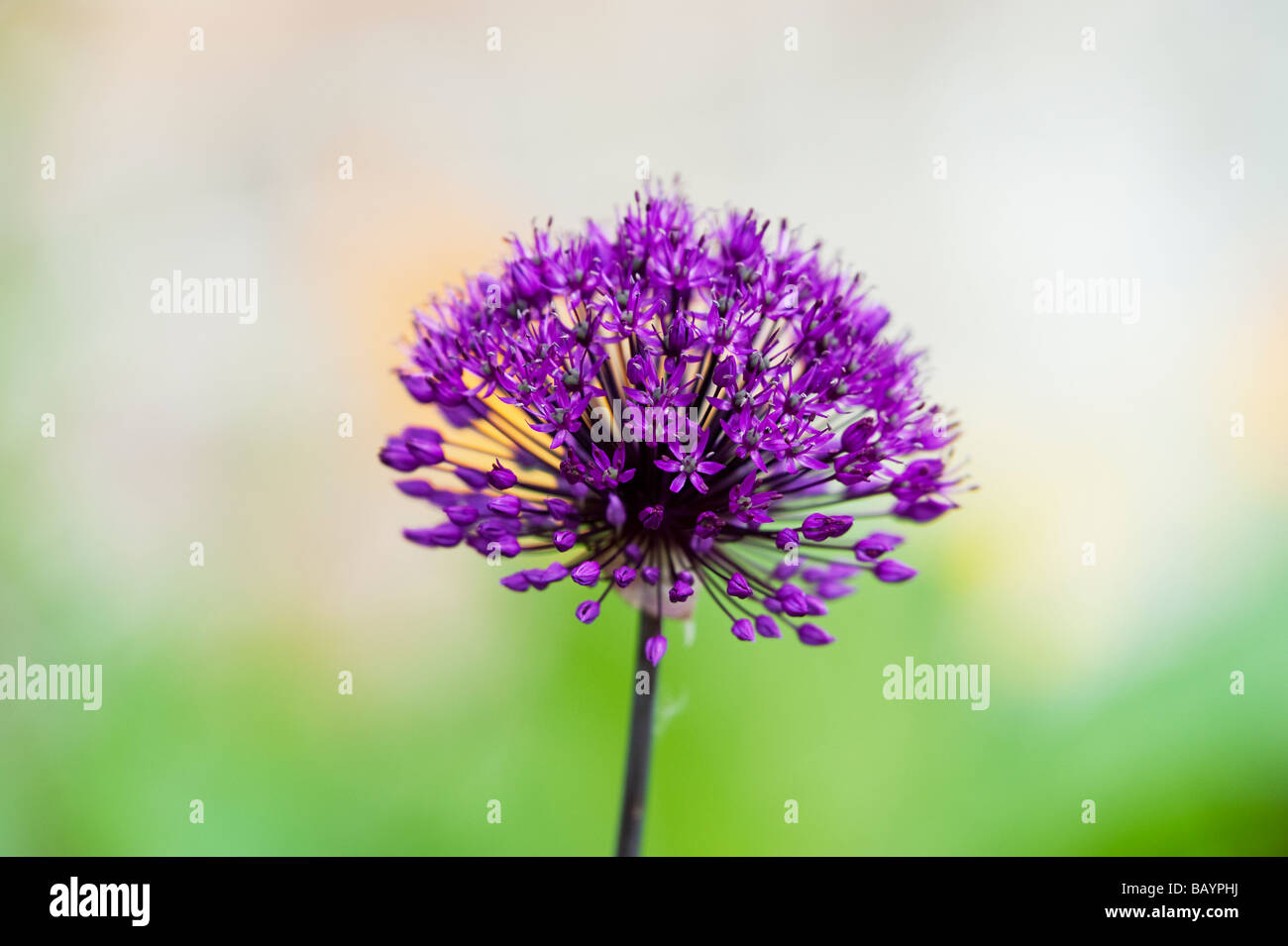 Allium hollandicum 'Purple Sensation'. Zierpflanzen Zwiebel Blume Stockfoto