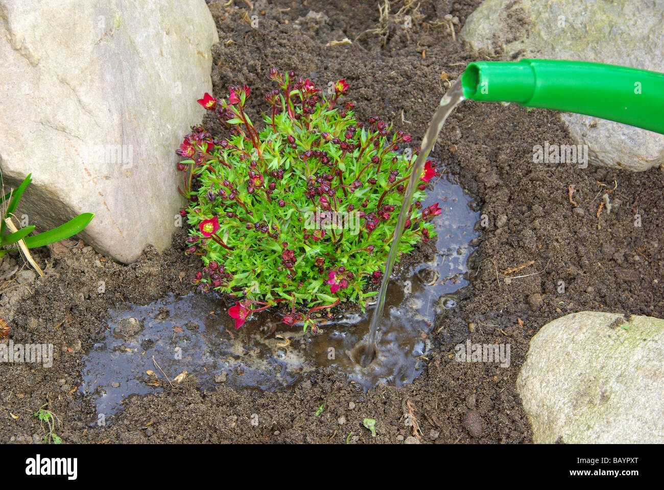 Einpflanzen Moossteinbrech Bepflanzung eine Saxifraga Bryoides 08 Stockfoto