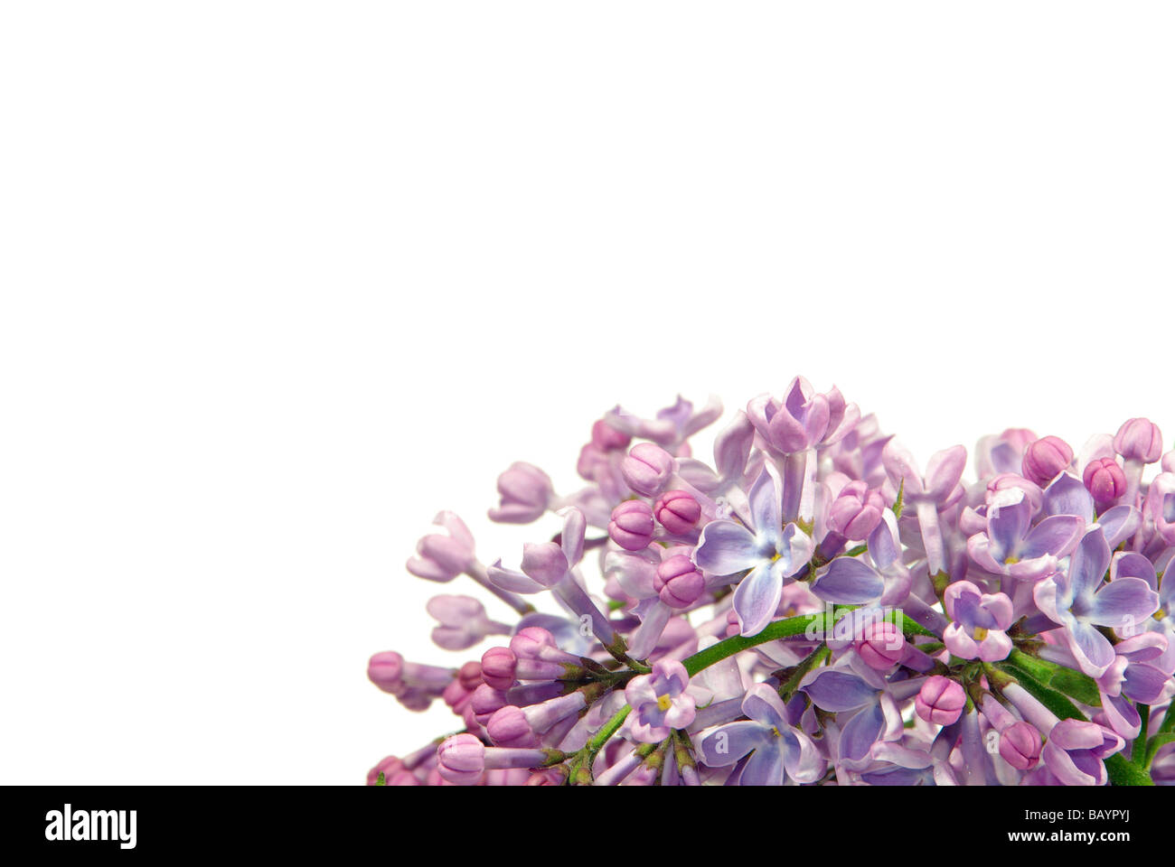 Flieder Auf Weiss lila auf weiß 03 Stockfoto