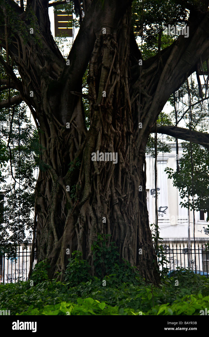 Banyan-Baum im Park Campo de Santana Praça Republica in Rio De Janeiro Brasilien Stockfoto