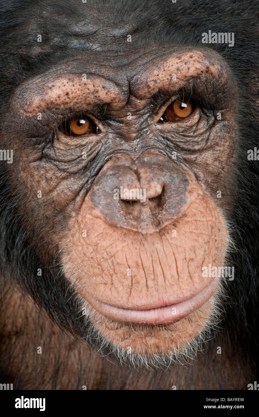 Hautnah auf dem Kopf eines jungen Schimpansen Simia Troglodytes 5 Jahre alt, vor einem weißen Hintergrund Stockfoto Hautnah auf dem Kopf eines jungen Schimpansen Simia Troglodytes 5 Jahre alt, vor einem weißen Hintergrund Stockfoto