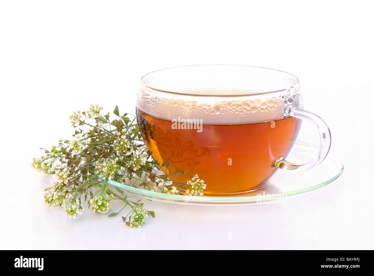 T-Stück Hirtentäschel Tee Hirten Geldbörse 01 Stockfoto