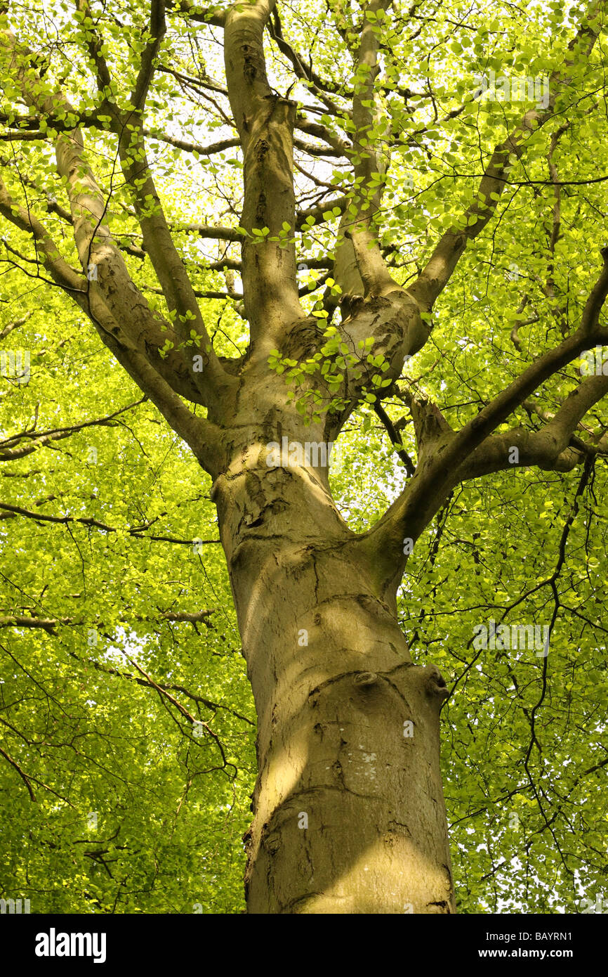 Hohe Buche üppigen grünen Blatt Baumkronen im Mai in Somerset, England Stockfoto
