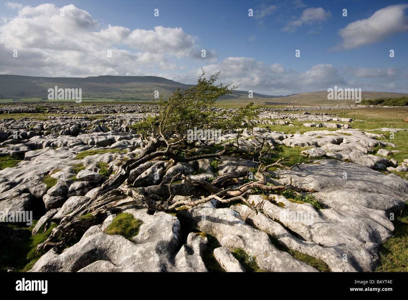 Ein Blick auf Kalkstein Pflaster auf Ingleborough in der Yorkshire Dales National Park, North Yorkshire, UK Stockfoto