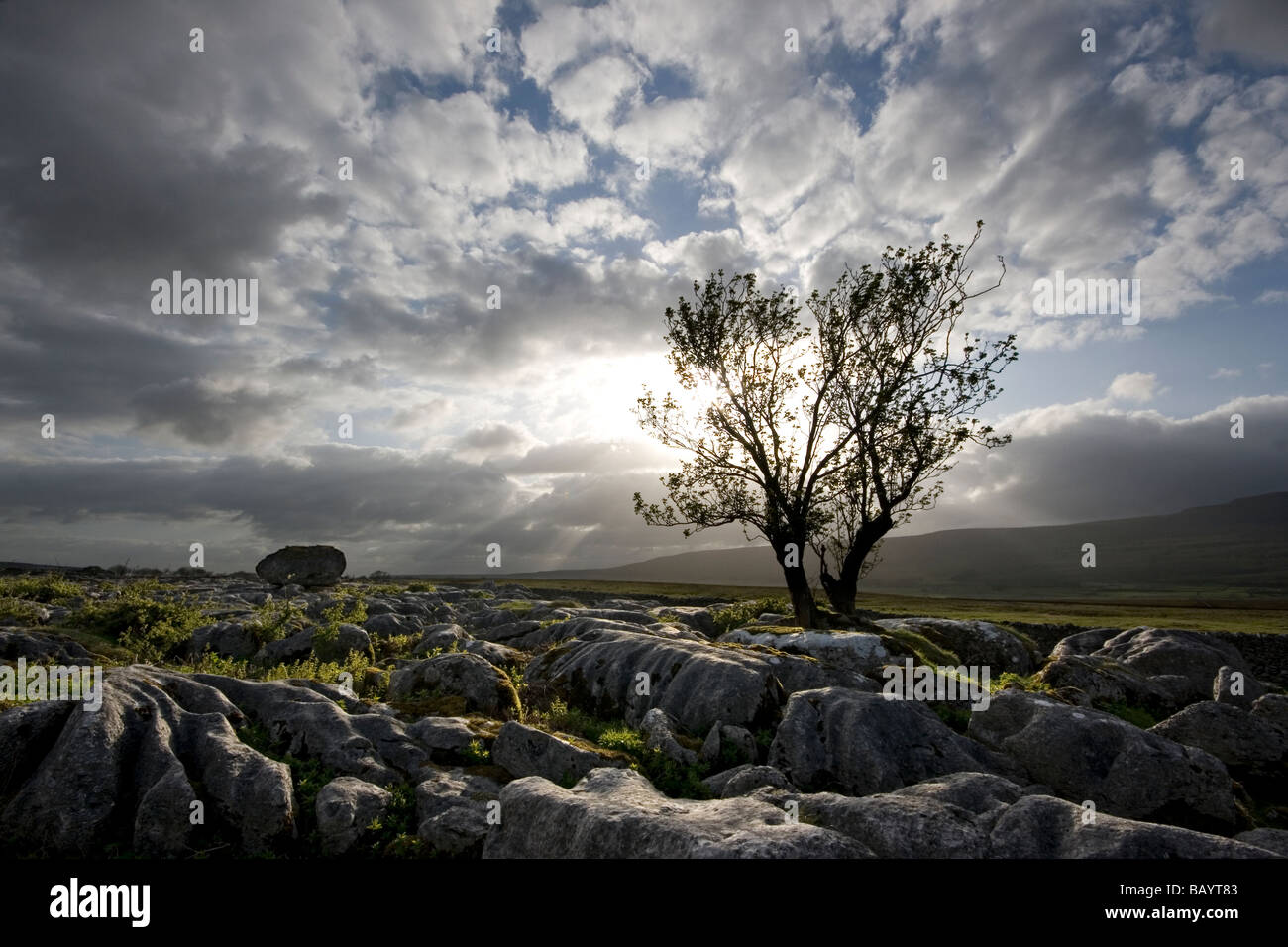 Ein Baum wächst auf dem Kalksteinpflaster in der Nähe von Ingleton, im Yorkshire Dales National Park, North Yorkshire, Großbritannien Stockfoto