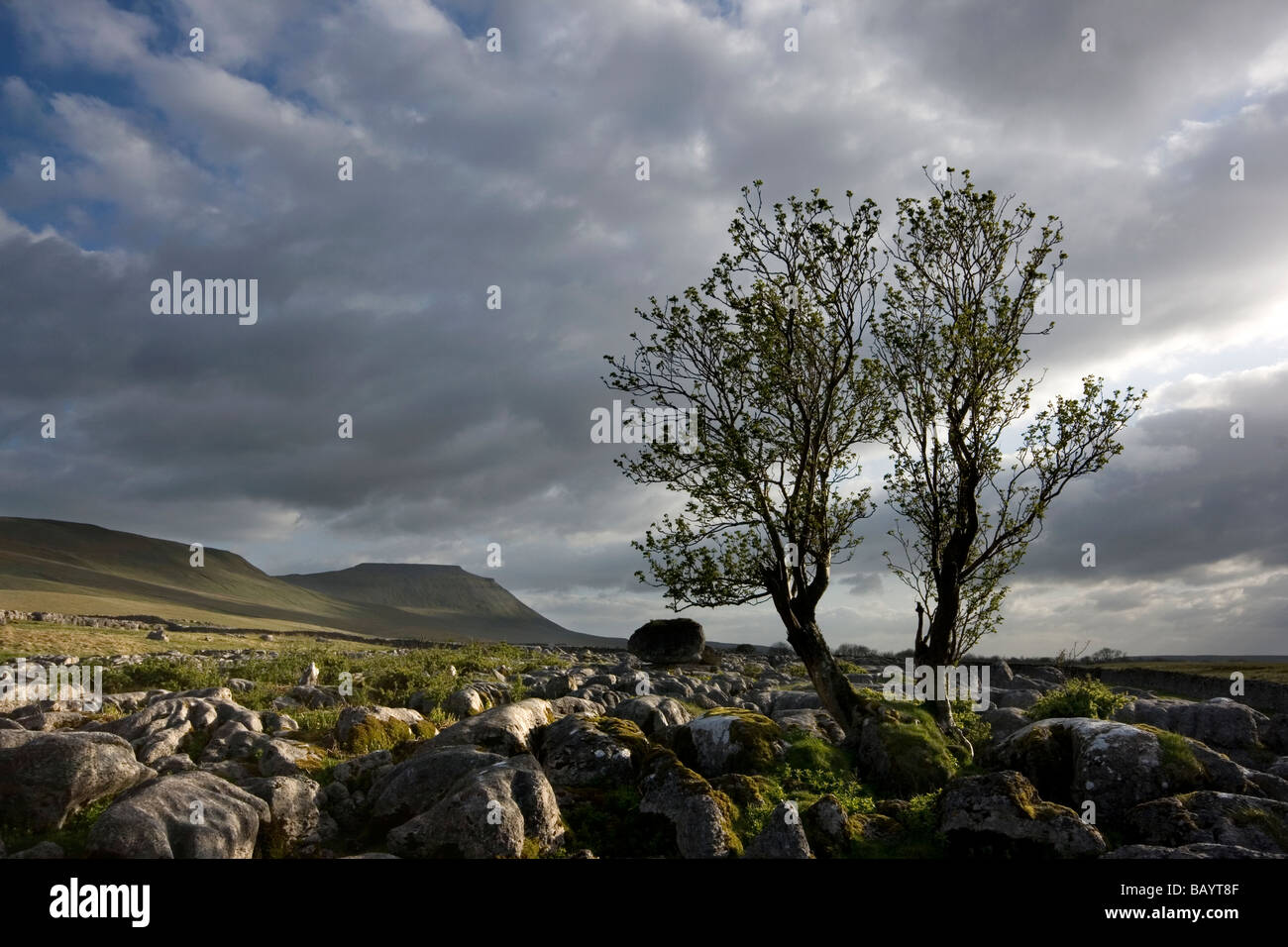 Ein Baum wächst auf dem Kalkstein Pflaster auf Ingleborough, ein Berg in der Yorkshire Dales National Park, North Yorkshire, UK Stockfoto