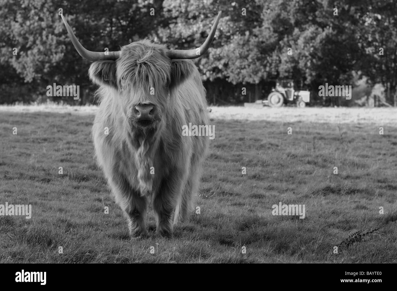 Braune neugierige Highland Kuh im B&W Stockfoto