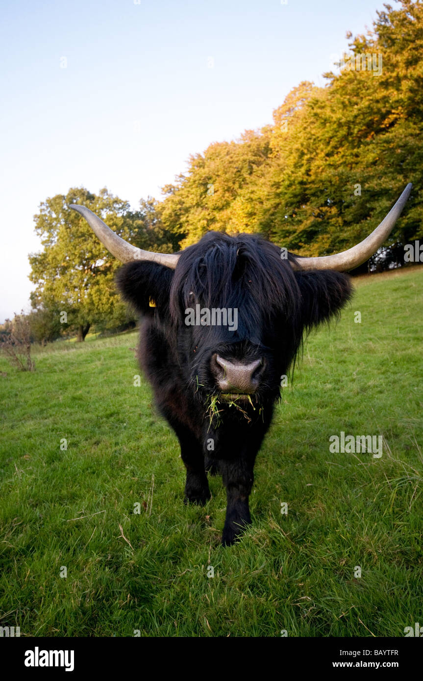 Schwarzen neugierige Highland Cow Stockfoto