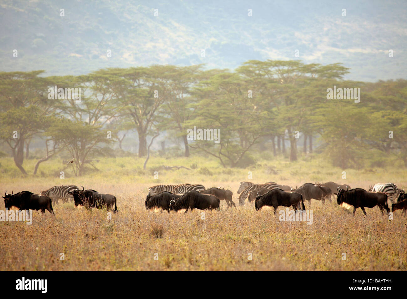 Gnus und Zebras in der Serengeti-Ebene während der jährlichen Migration in Richtung der Masai Mara Stockfoto