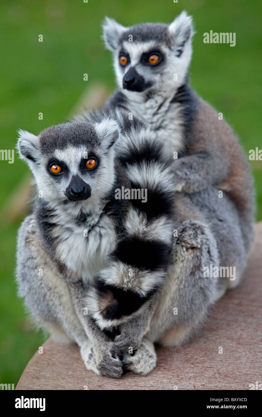 Zwei Ring Tailed Lemuren (Lemur Catta), UK Stockfoto