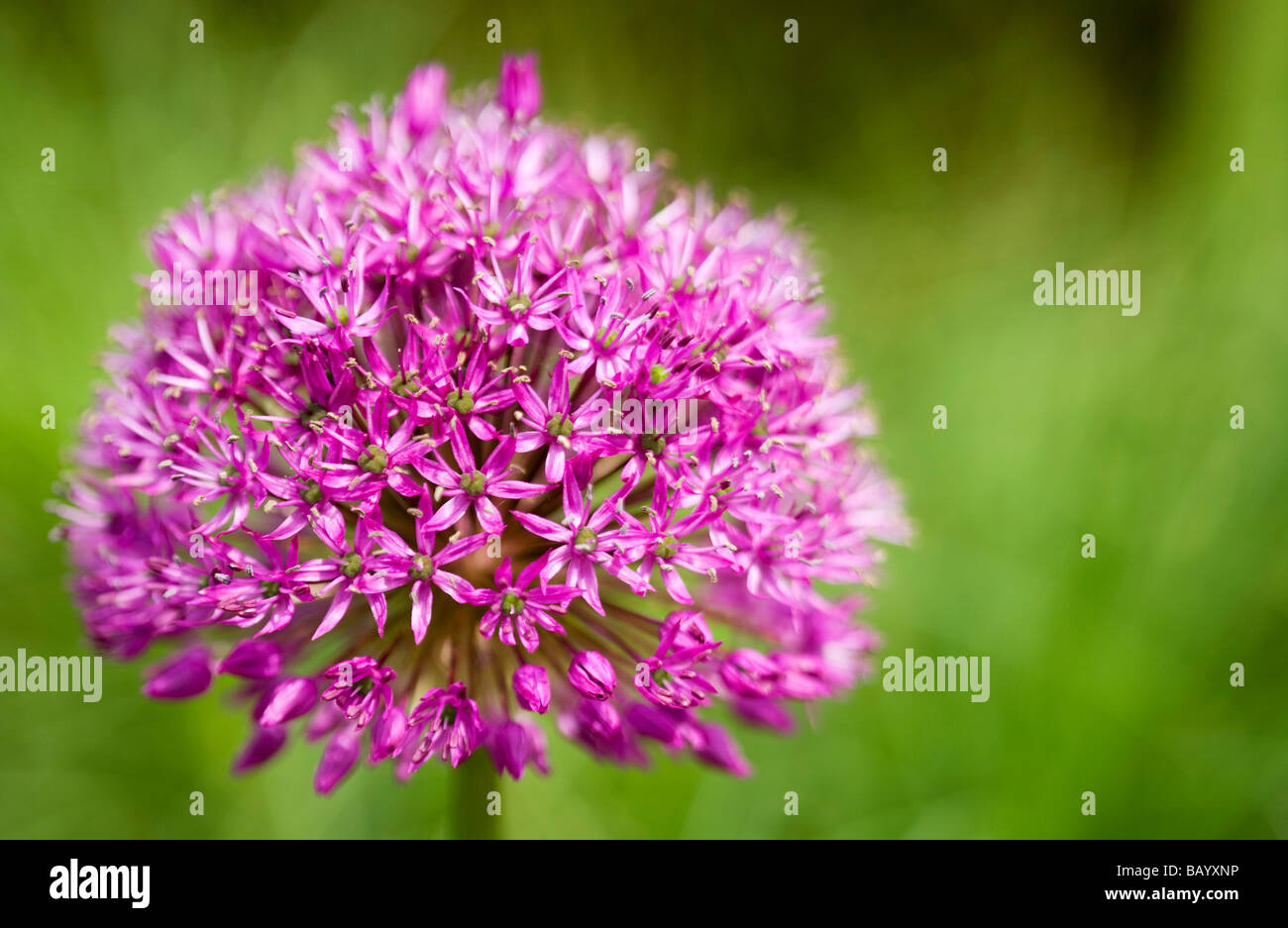 Nahaufnahme einer Blüte lila allium Stockfoto
