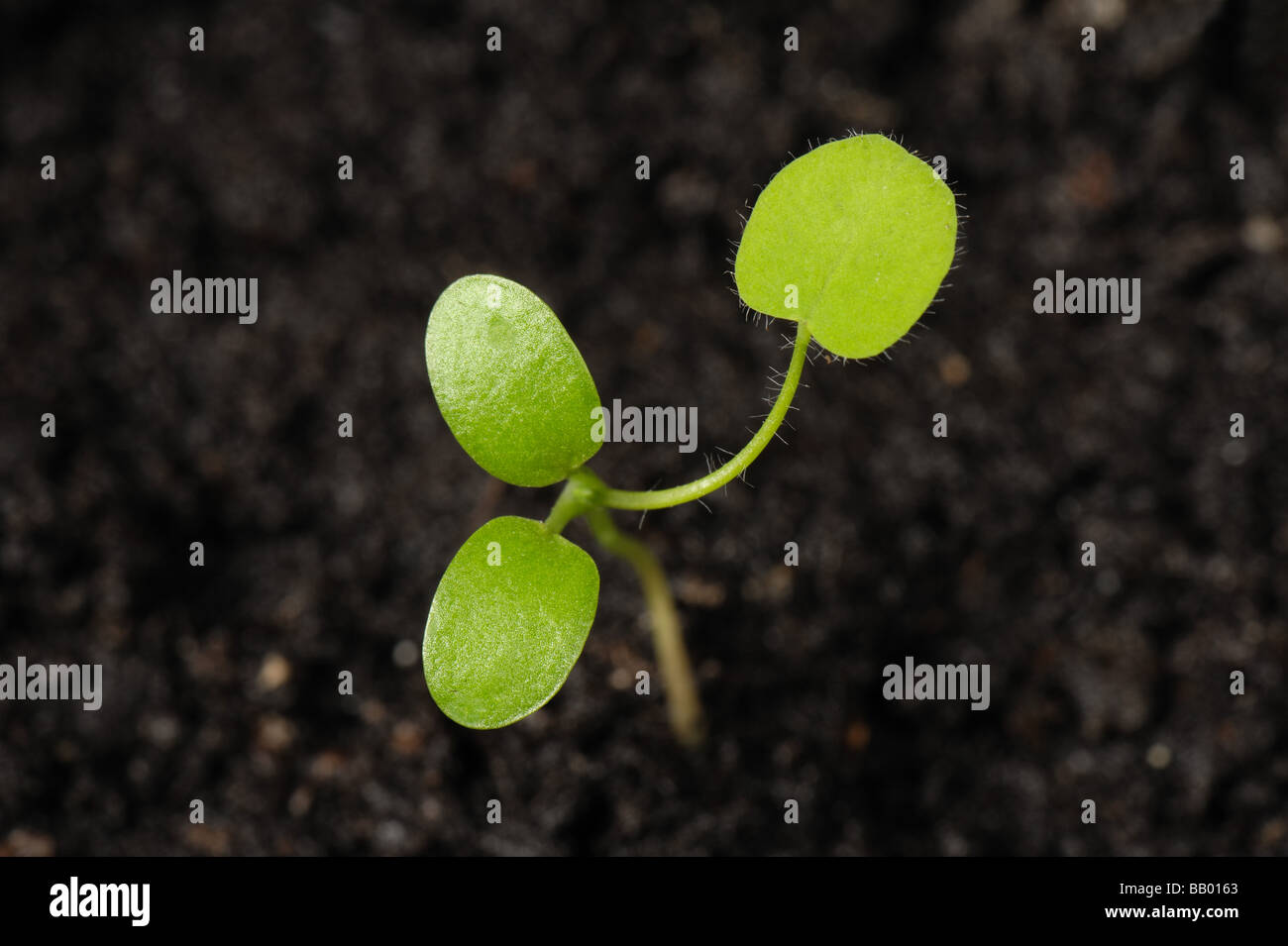 Rotklee Trifolium Pratense Sämling Pflanze Keimblätter und erste wahre Blatt Stockfoto