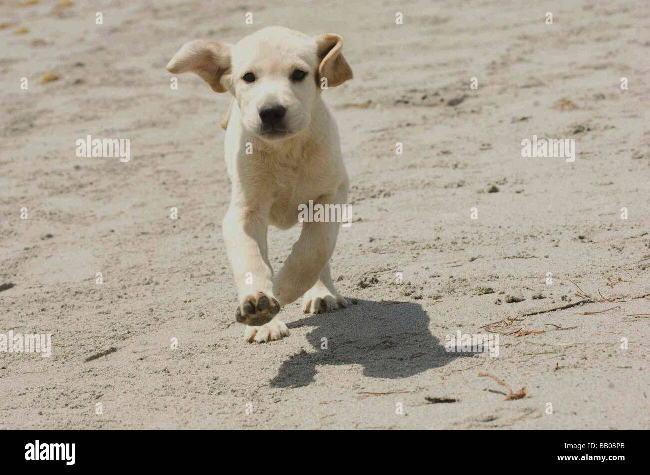 Marley und ich Jahr: 2008 Regie: David Frankel Stockfoto