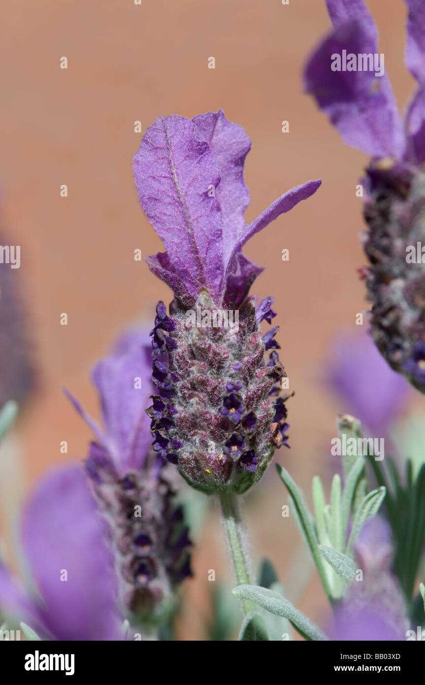 Lavandula Stoechas Französisch Lavendel Stockfoto
