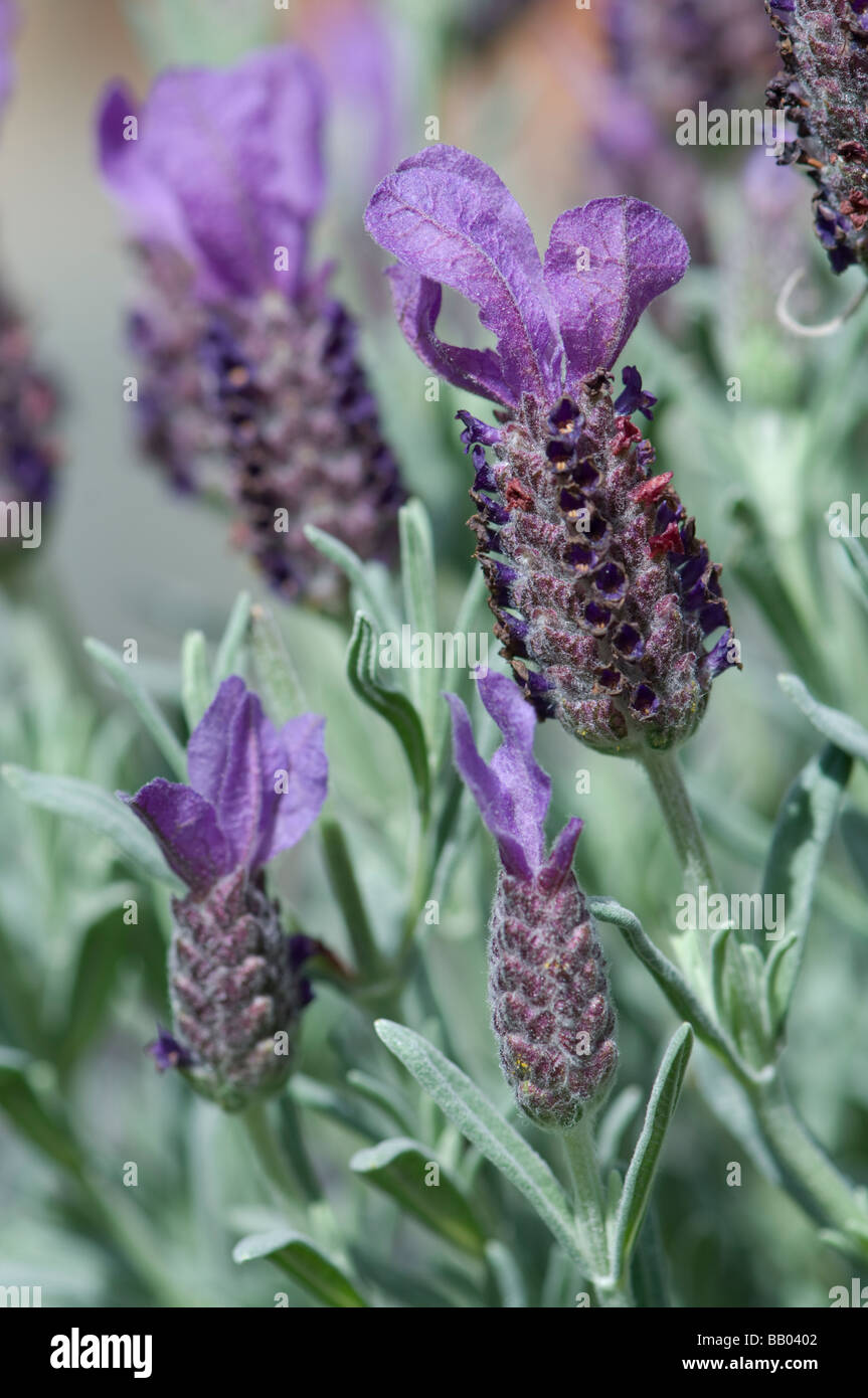 Lavandula Stoechas Französisch Lavendel Stockfoto