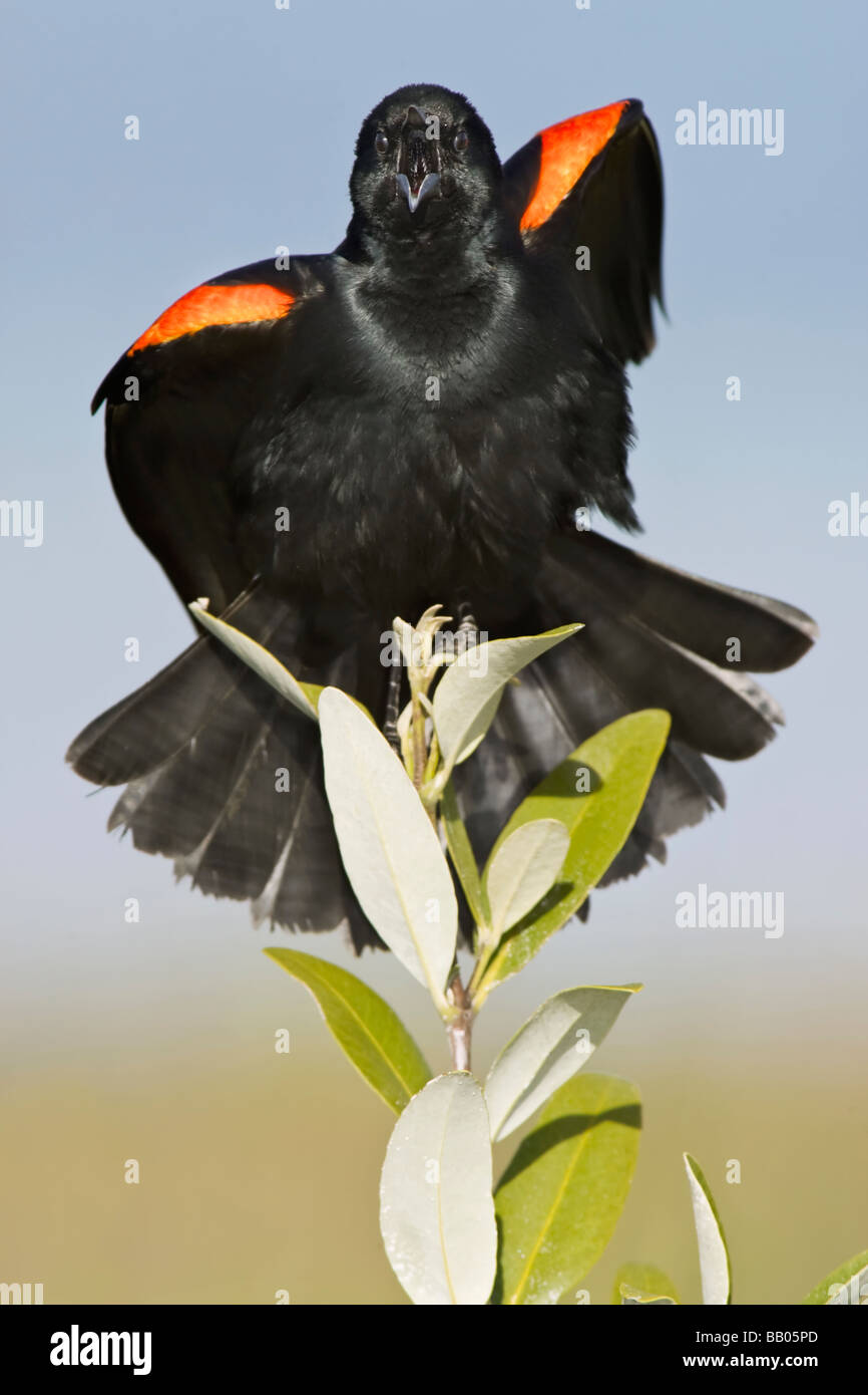 Eine männlich Red winged Blackbird anzeigen Stockfoto