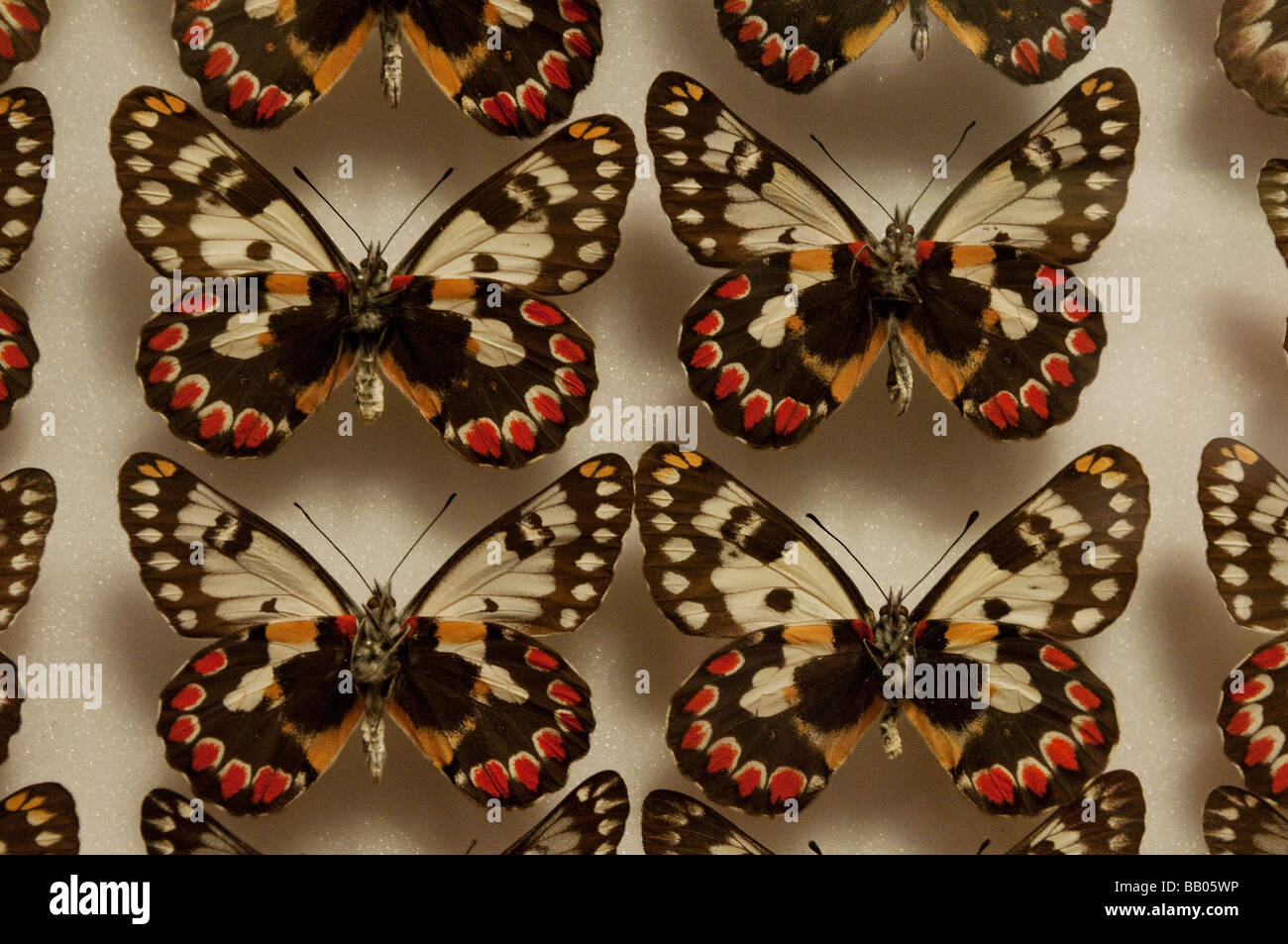 Ähnlich wie Schmetterlinge Melbourne Museum Melbourne Victoria Australia Stockfoto