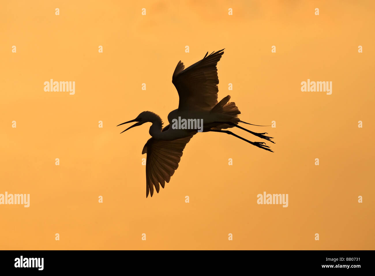 Ein Erwachsener Silberreiher im Flug zurück in die Verschachtelung Kolonie bei Sonnenuntergang Stockfoto