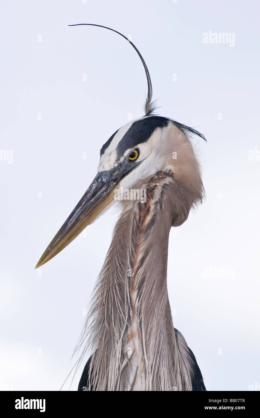 Eine Nahaufnahme von einem Erwachsenen Great Blue Heron Stockfoto