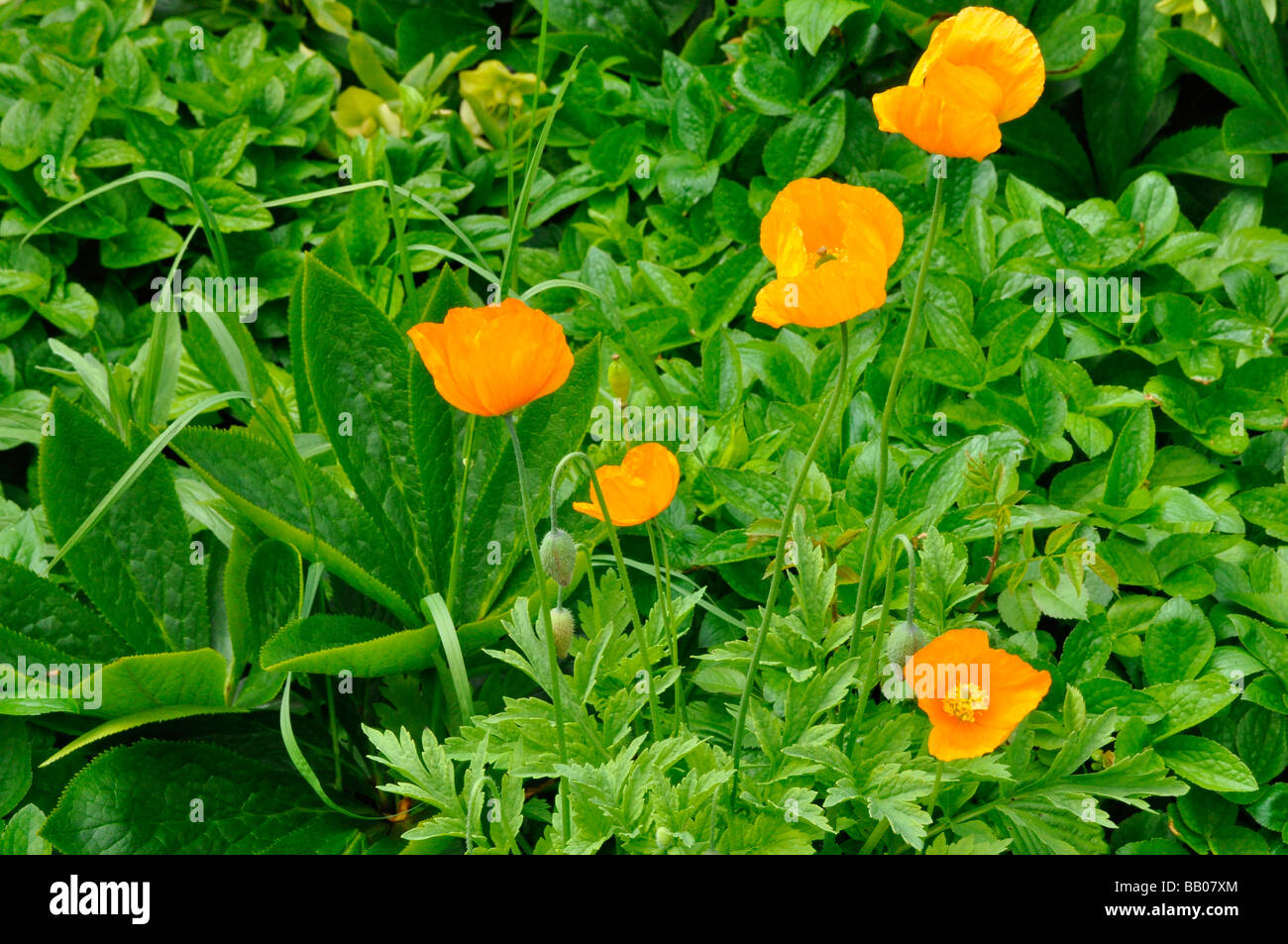 Orange Mohn unter kontrastierenden grünen Laub Stockfoto