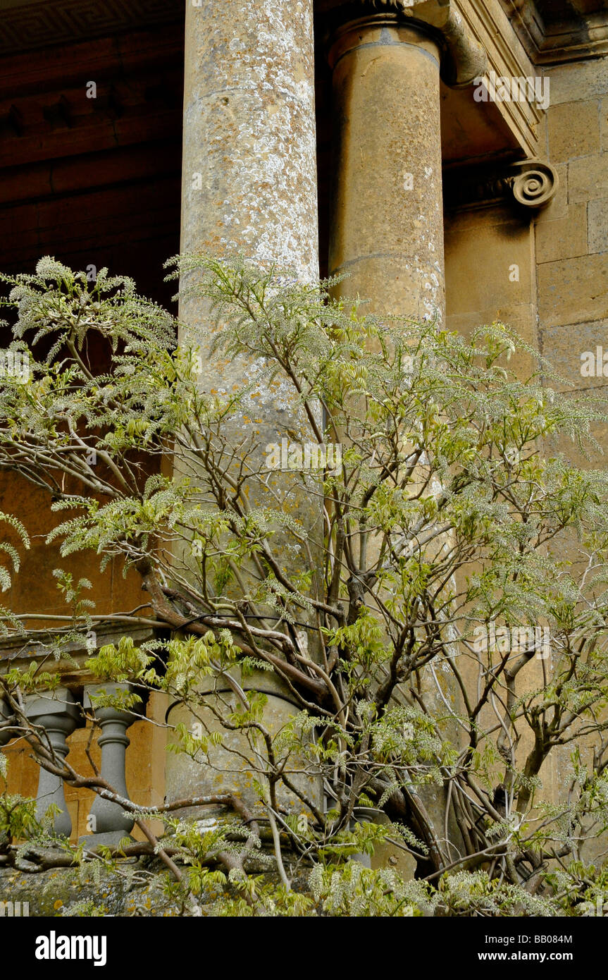 Kiftsgate Court - A Wisteria Kletterer wächst gegen den ionischen Säulen des Portikus - Gloucestershire, England Stockfoto