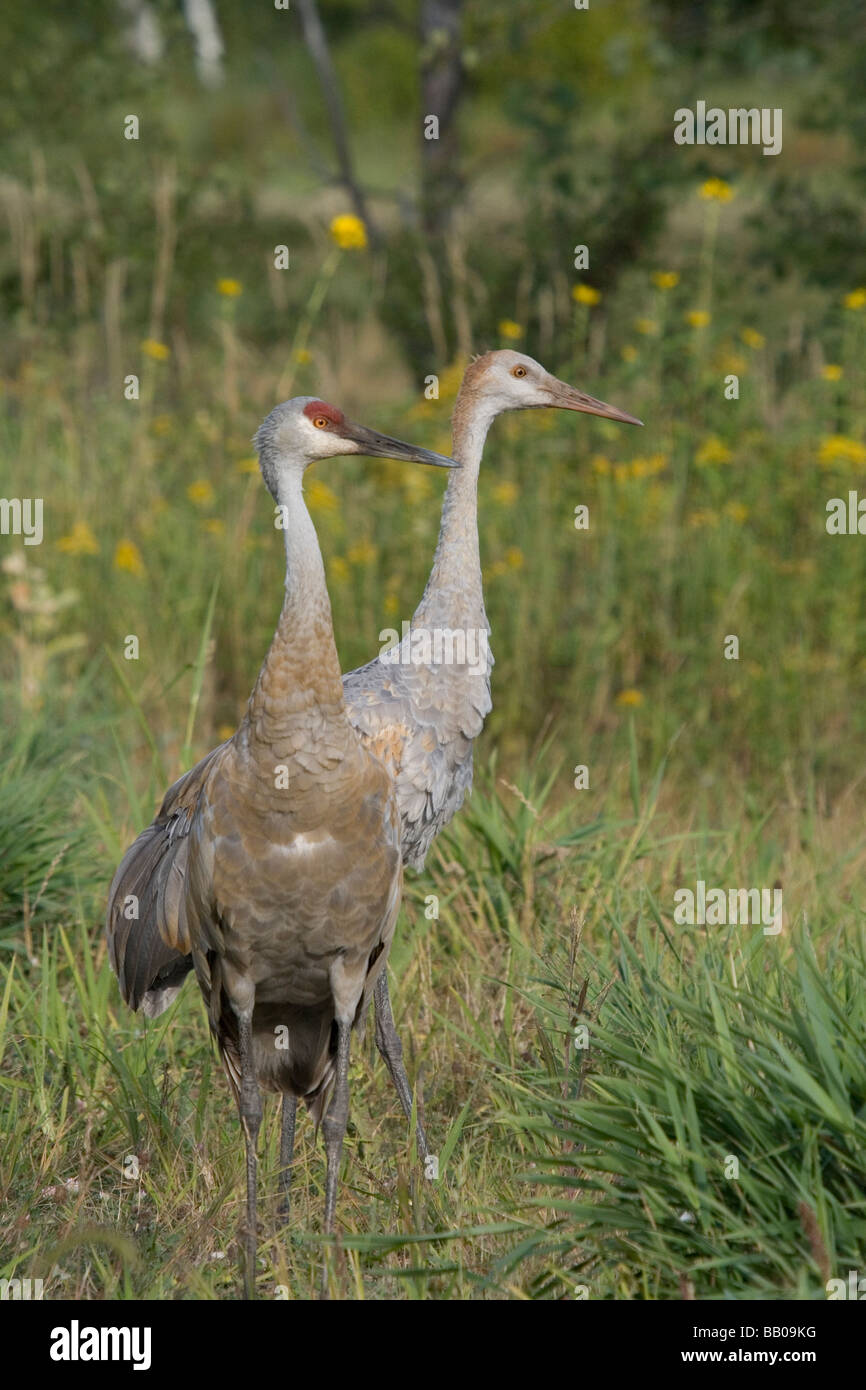 Sandhill Kran - Erwachsenen & Juvenile Stockfoto