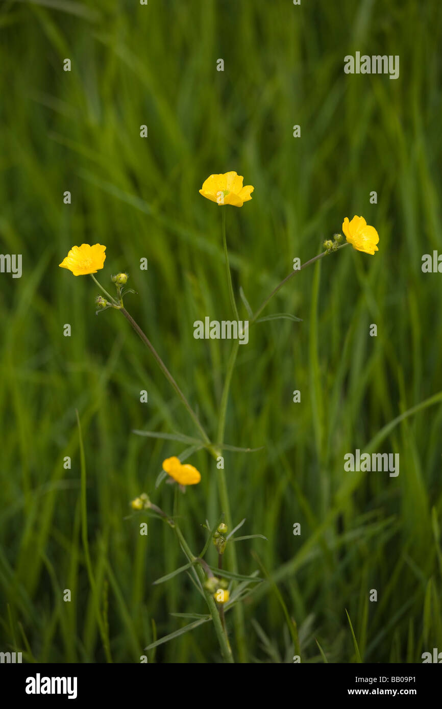 Wiese Butterblumen in einem Feld lange Gras Stockfoto