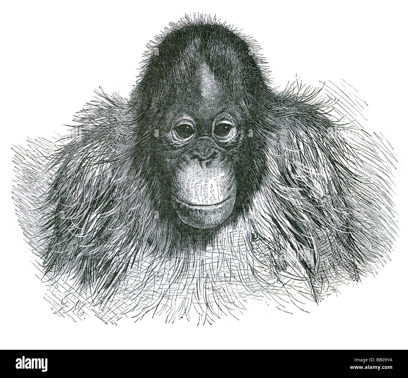 Leiter der Orang-Utans Animalia Chordata Primaten Hominidae Unterfamilie Ponginae Stockfoto