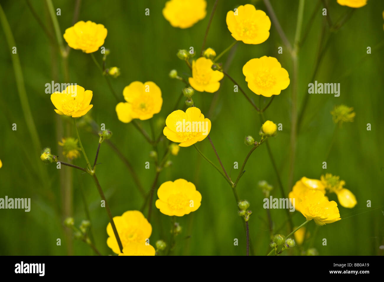 Wiese Butterblumen in einem Feld lange Gras Stockfoto