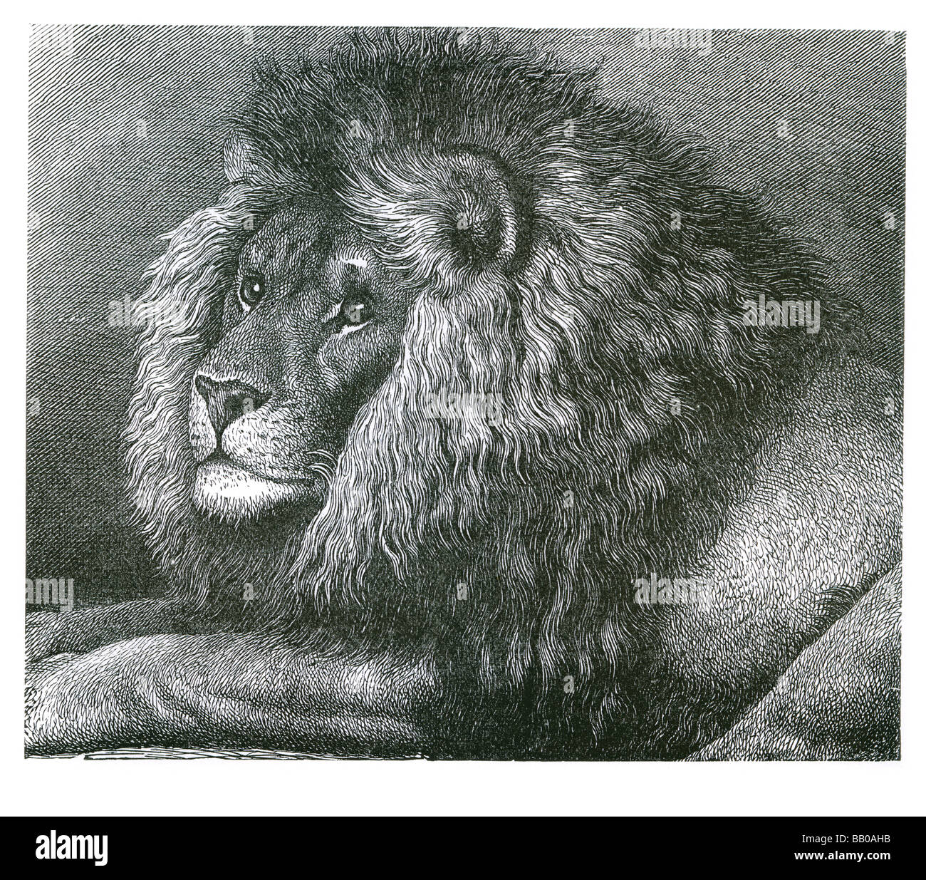 der Kap Mähne Löwe Leo Panthera Felidae Carnivora Mammalia Stockfoto