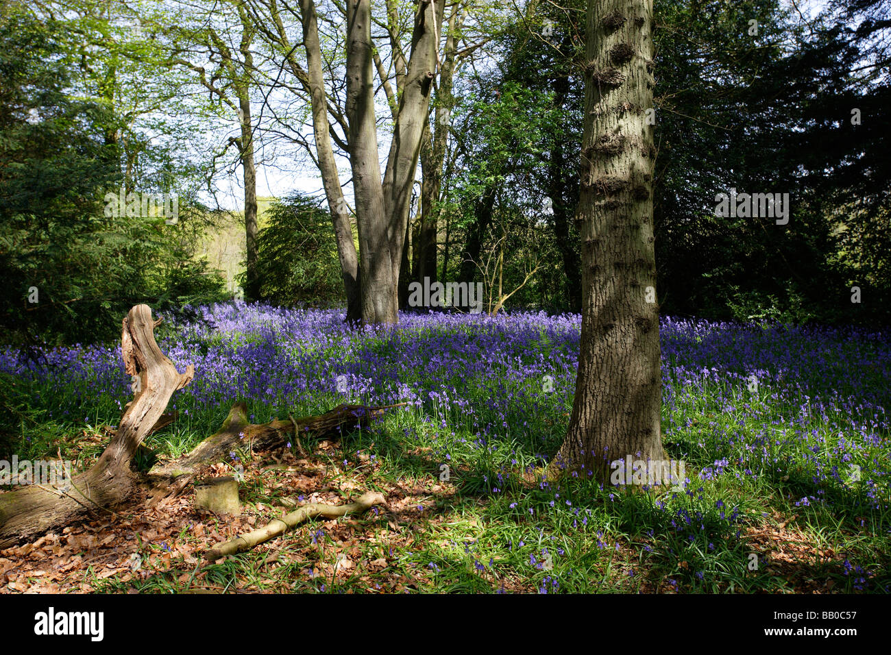 Bluebell Woods im Frühjahr bei Staffhurst Holz Surrey UK Stockfoto