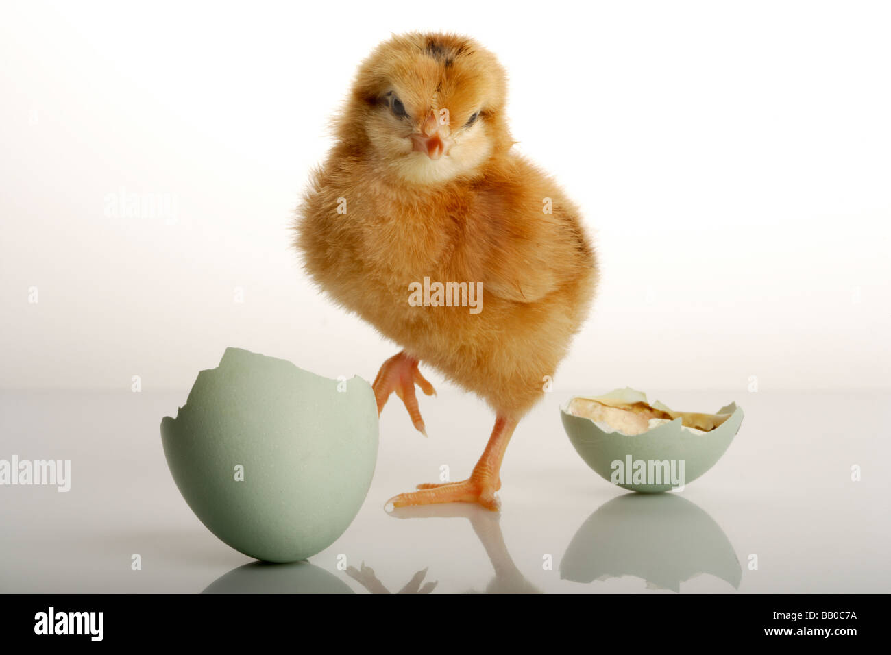 Neugeborenen Küken und ausgebrüteten Ei Stockfoto