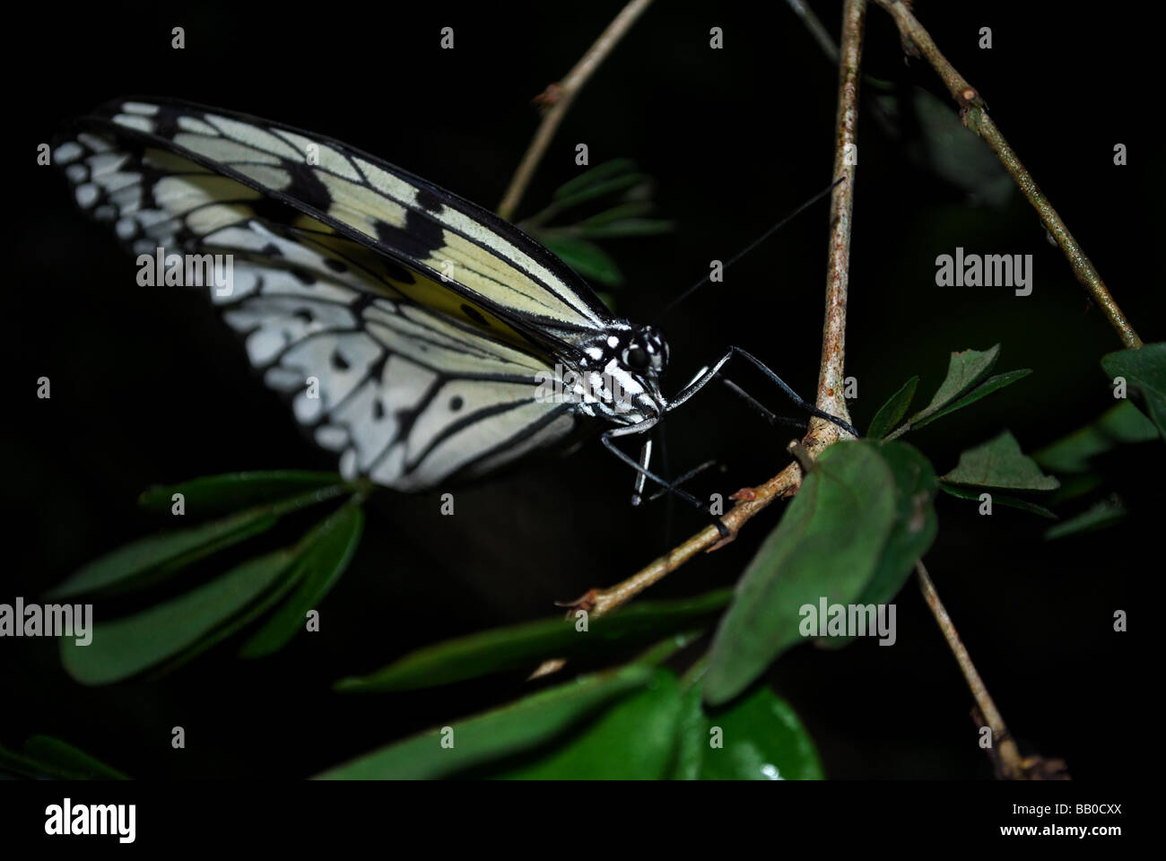 Leuconoe, einem wunderschönen schwarzen und weißen Schmetterling - auch als Reispapier Schmetterling bekannt Stockfoto