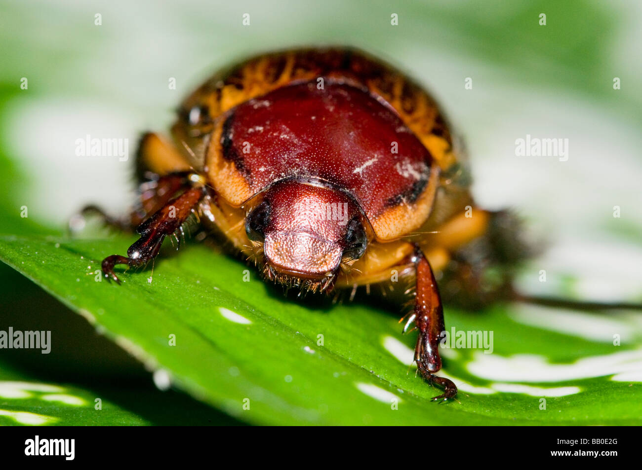 Insekten im Regenwald auf Borneo Stockfoto