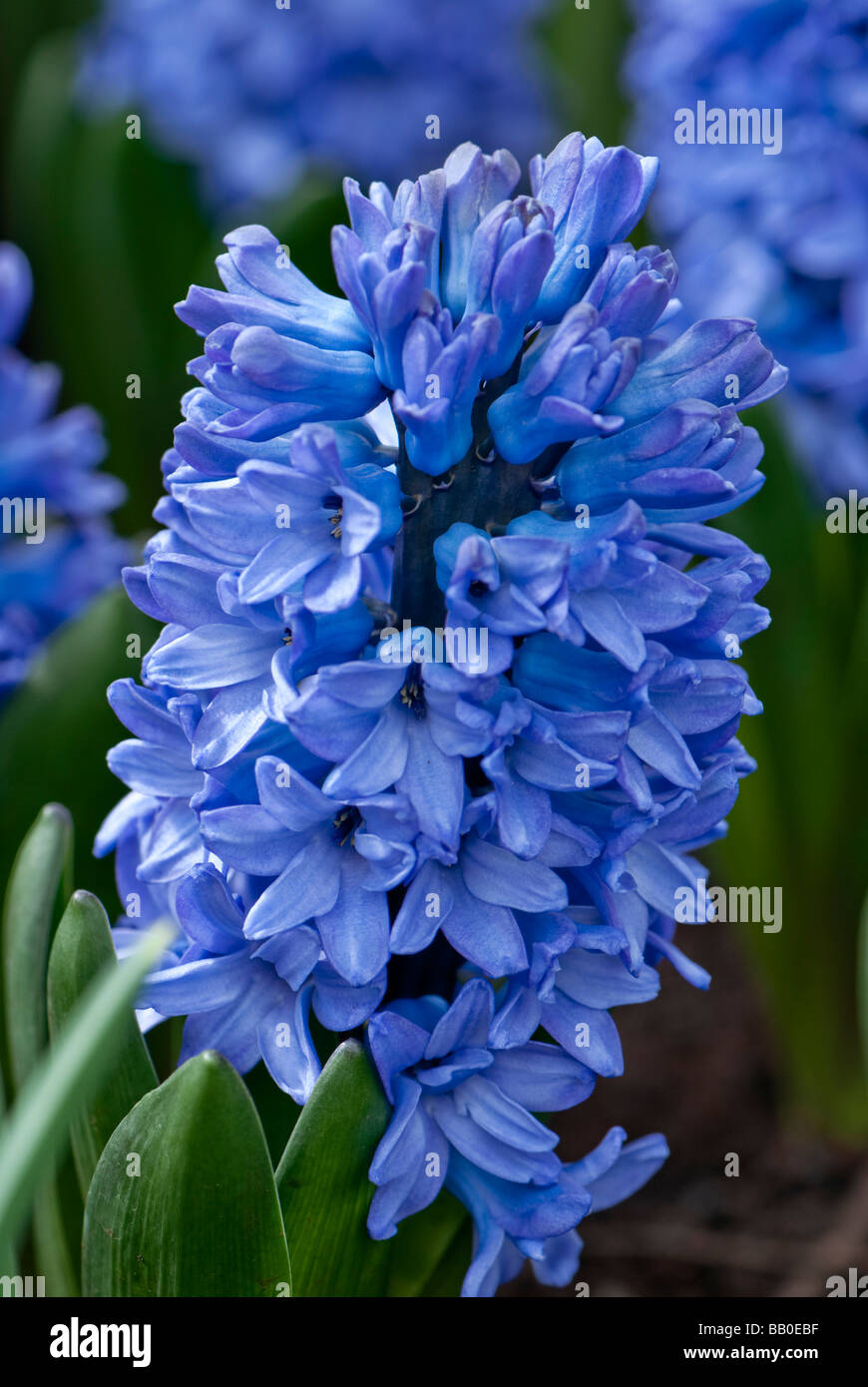 Blaue Hyazinthe Stockfoto