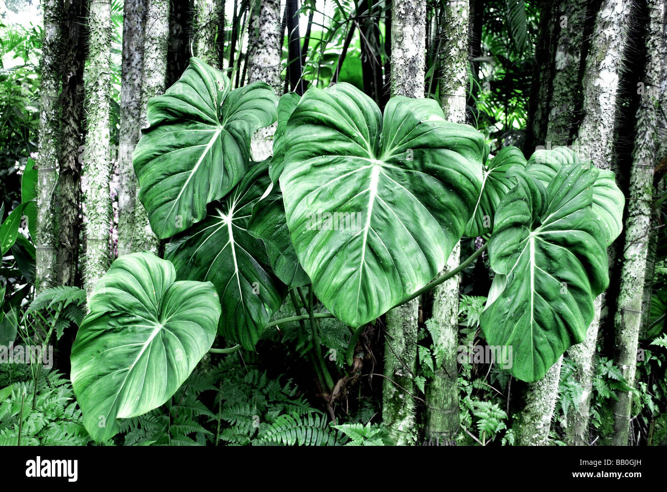Riesige Blätter im Dschungel Stockfoto