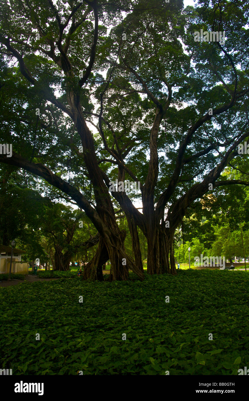 Banyan-Baum im Park Campo de Santana Praça Republica in Rio De Janeiro Brasilien Stockfoto