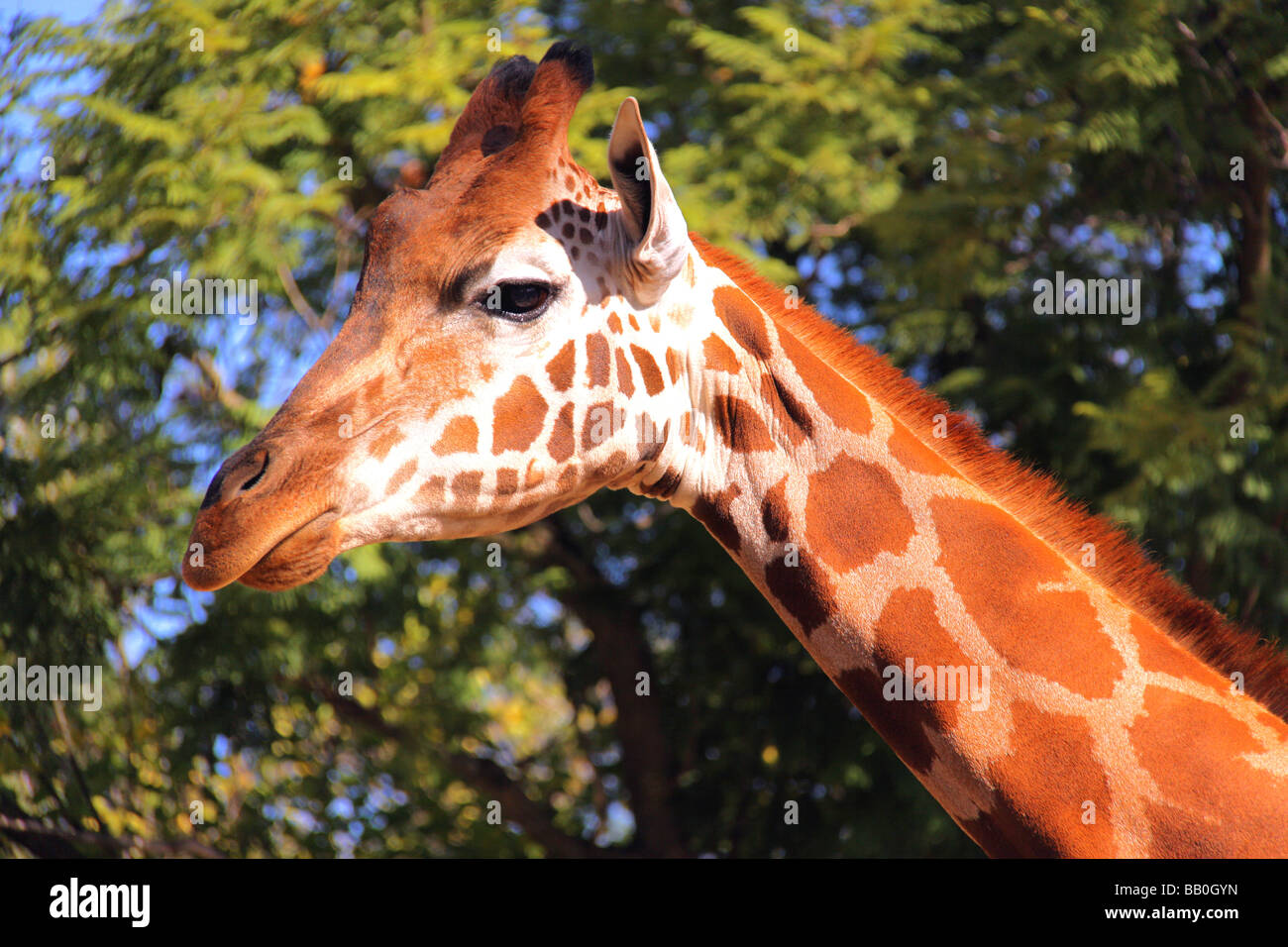 Seitenansicht einer Giraffe Kopf und oberen Hals Stockfoto