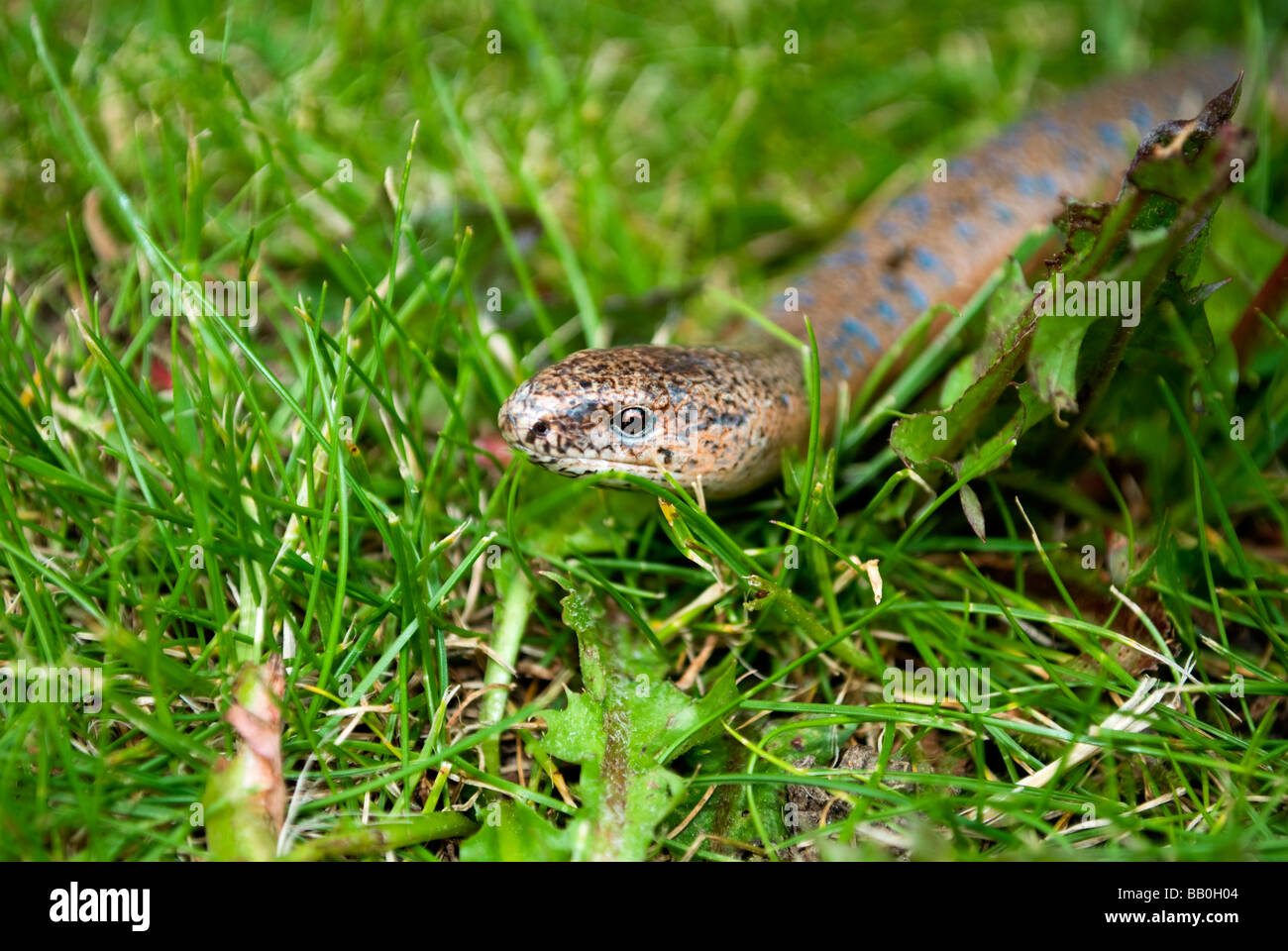 Snake In The grass Stockfoto