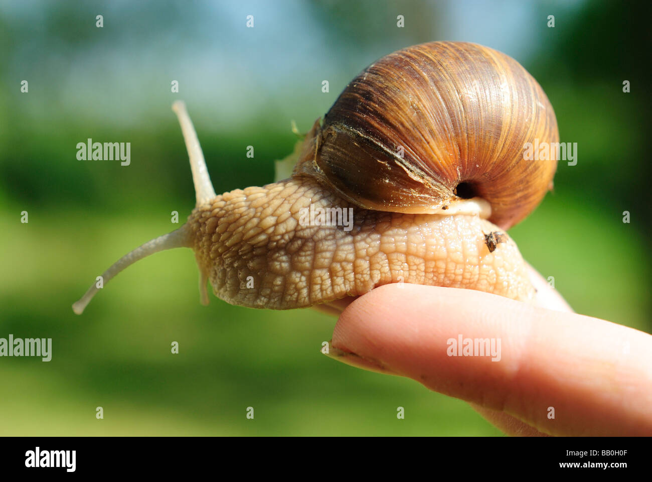 Frau s Hand mit Helix Pomatia Schnecke Europa Garten Stockfoto