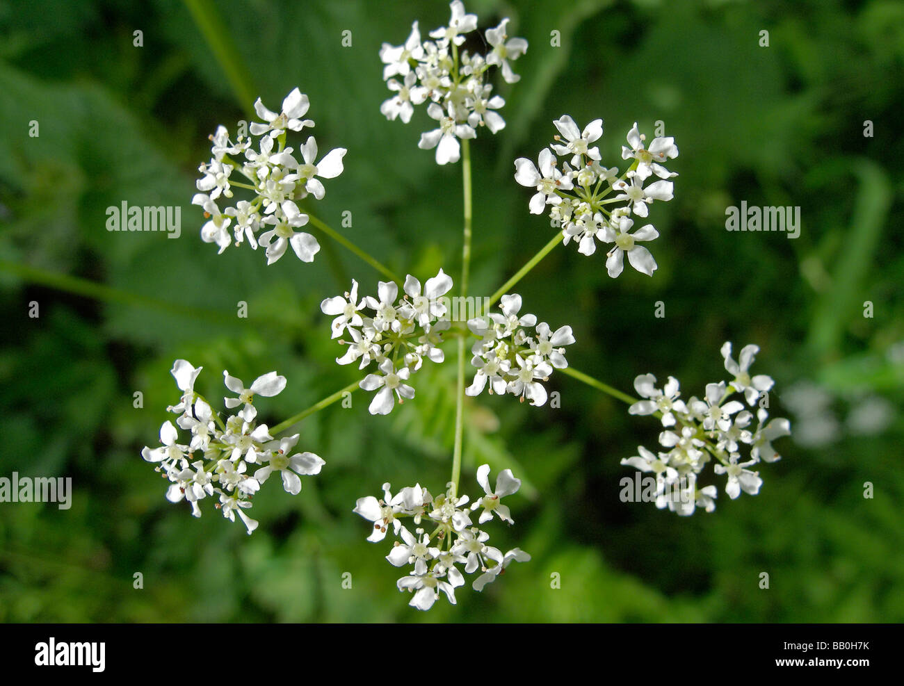 Kuh Petersilie in Abtei Fisch Teiche Nature Reserve Oxfordshire Stockfoto