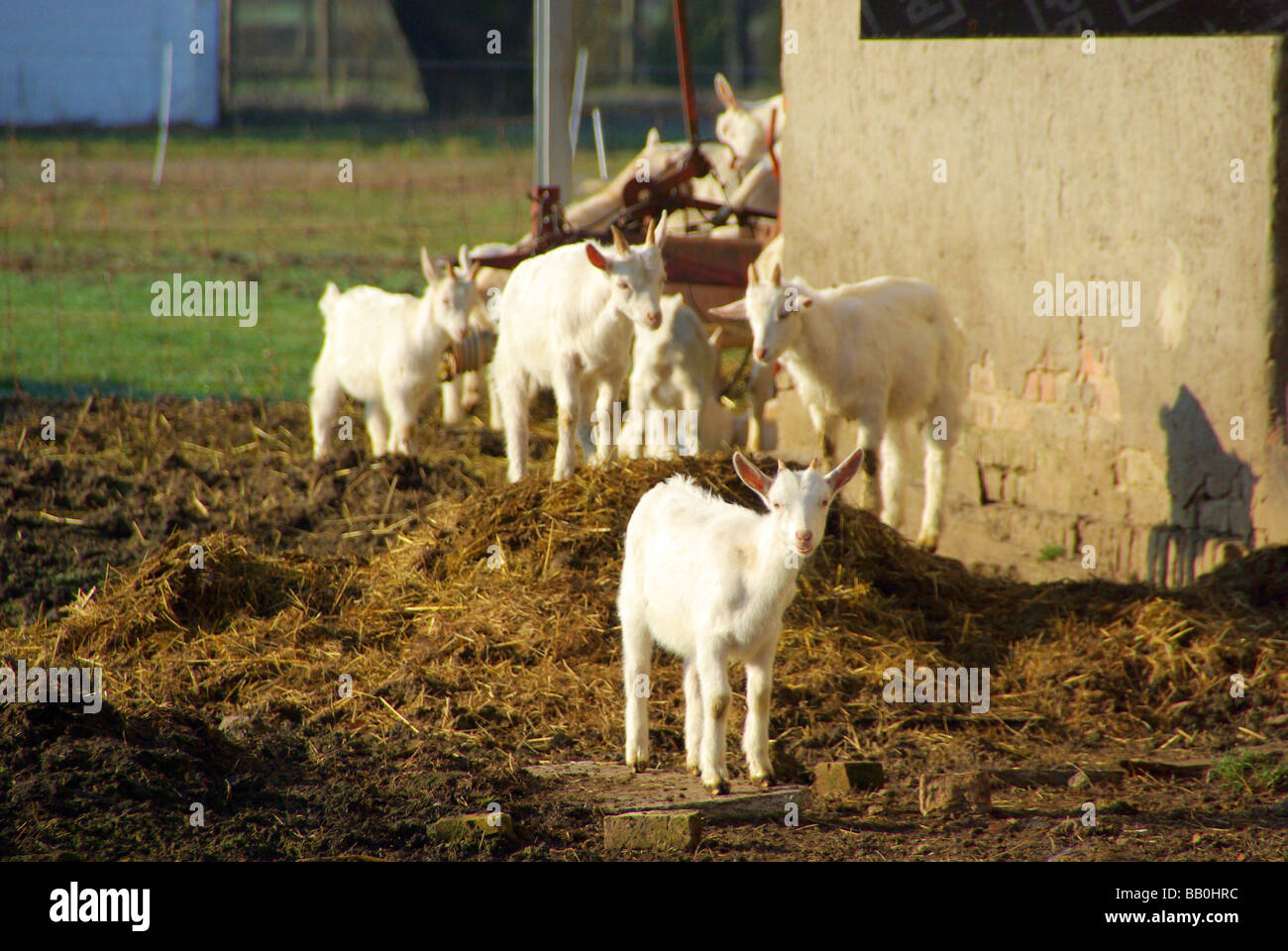 Ziege Ziege 20 Stockfoto