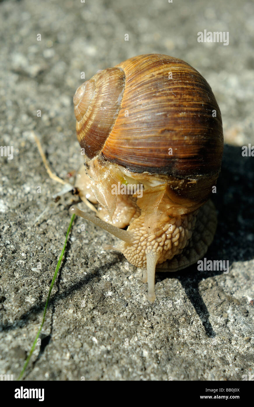 Helix Pomatia Schnecke Europa Garten Stockfoto