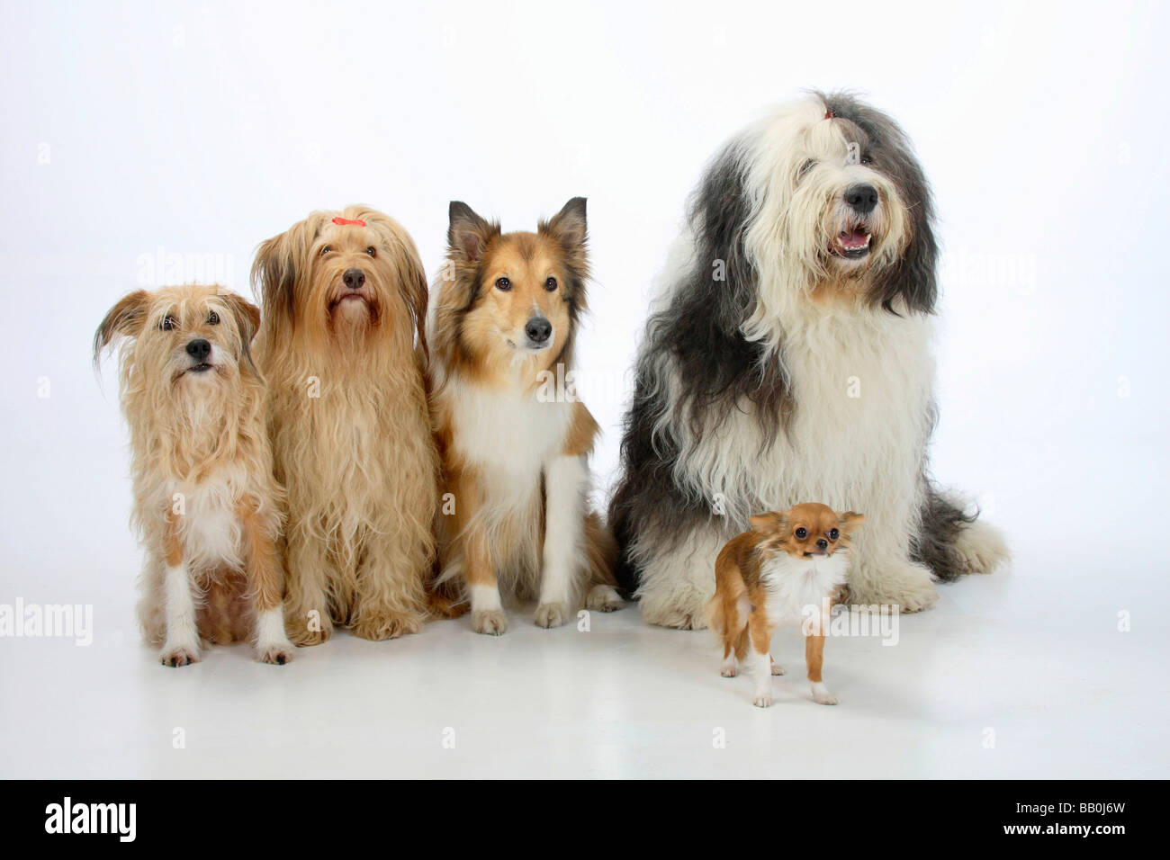 Gemischte Rasse Hunde Rough Collie Bobtail und Chihuahua Langhaar gemischte Rasse Hund Old English Sheepdog Stockfoto