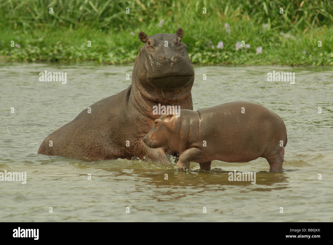 Flusspferd (Hippopotamus Amphibienbus) mit jungen Stockfoto