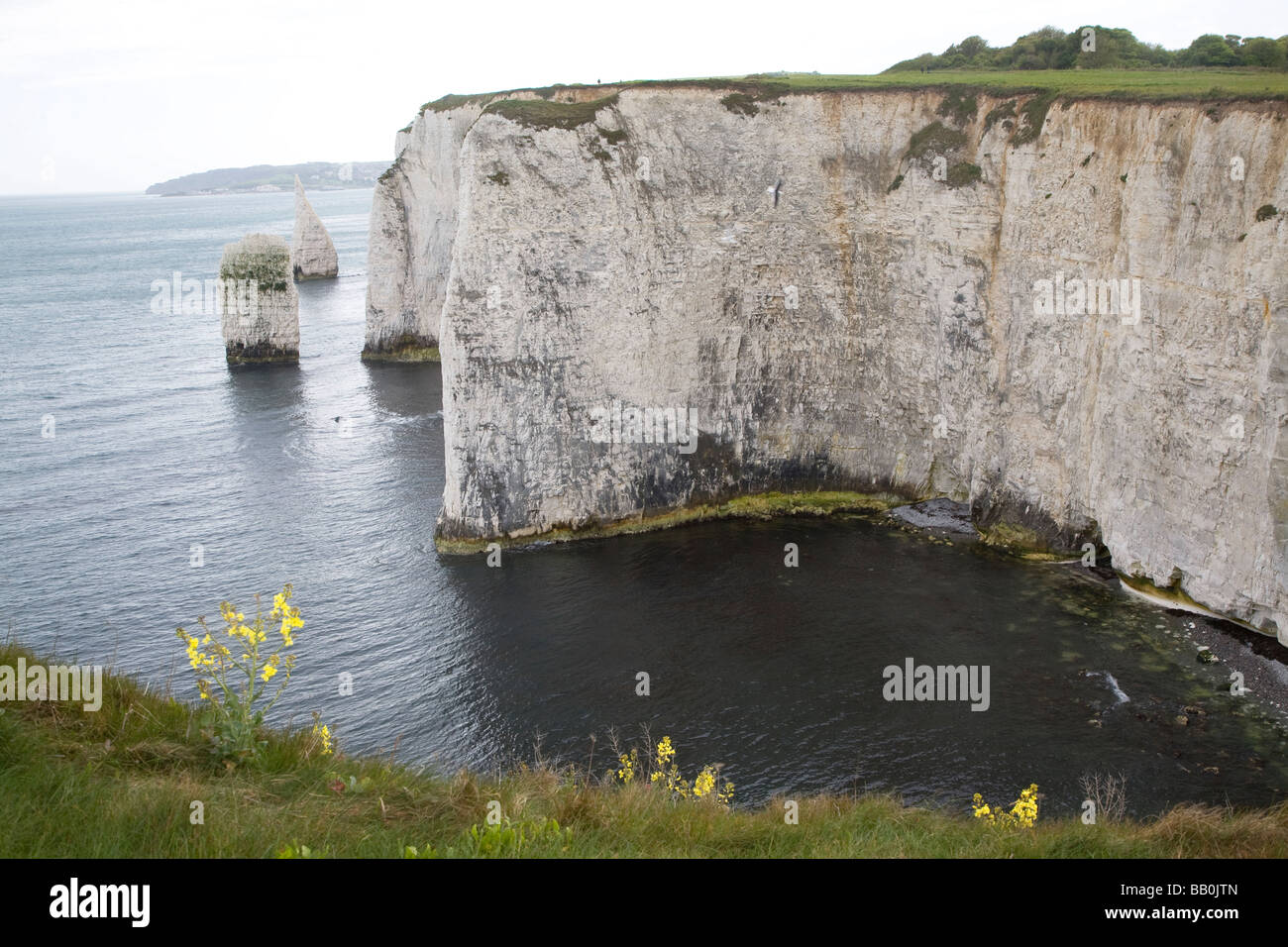 Kreidefelsen Sie Ballard Punkt in der Nähe von Old Harry Rocks, Dorset, England Stockfoto