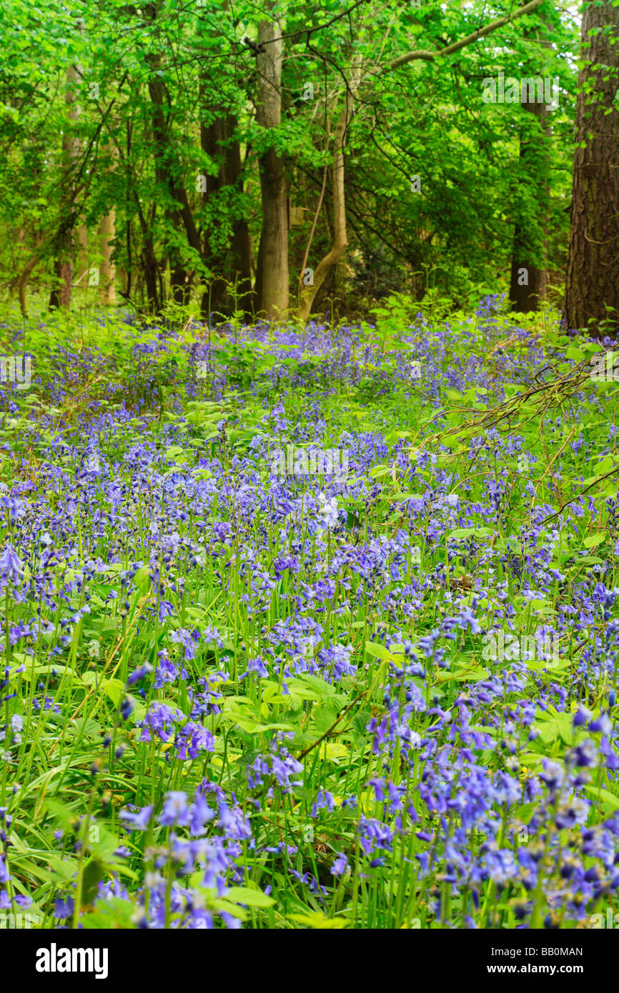 British Bluebell, Hyacinthoides non-scripta, blüht im Frühling im Wald. Stockfoto