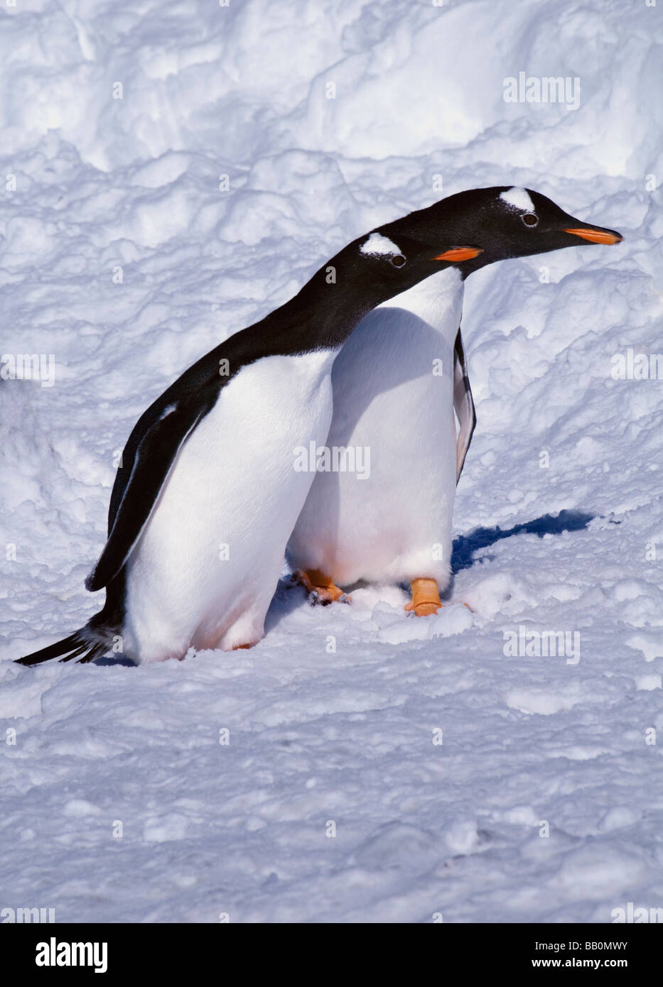 Ein paar von Gentoo Penguins (Pygoscelis Papua) stehen im Schnee in braun Bluff in der Antarktis Stockfoto